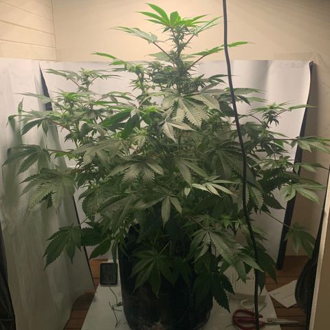Gorilla Zkittlez growlog timeline photo