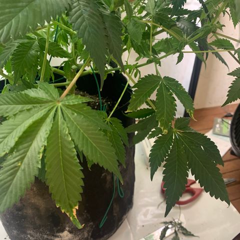 Gorilla Zkittlez growlog timeline photo