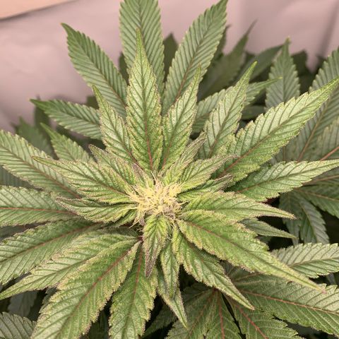 Gorilla Zkittlez growlog timeline photo