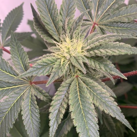 Gorilla Zkittlez growlog timeline photo