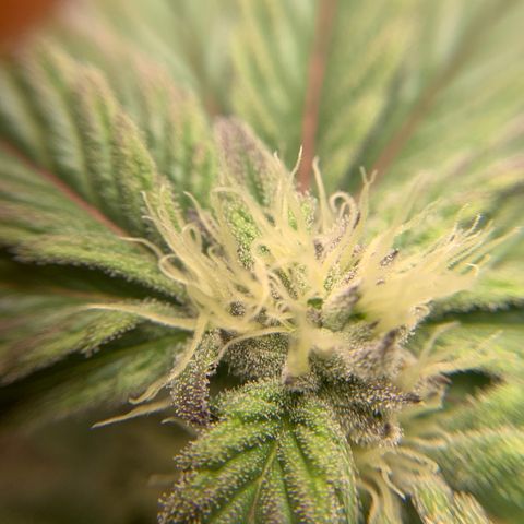 Gorilla Zkittlez growlog timeline photo