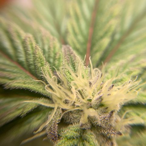 Gorilla Zkittlez growlog timeline photo