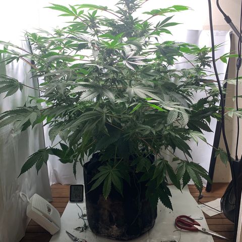 Gorilla Zkittlez growlog timeline photo