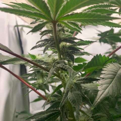 Gorilla Zkittlez growlog timeline photo