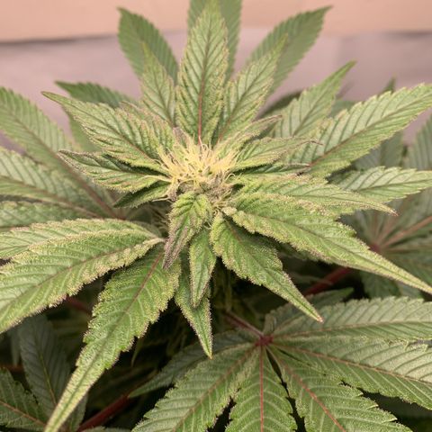 Gorilla Zkittlez growlog timeline photo