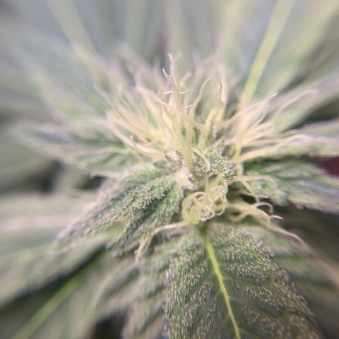 Gorilla Zkittlez growlog timeline photo
