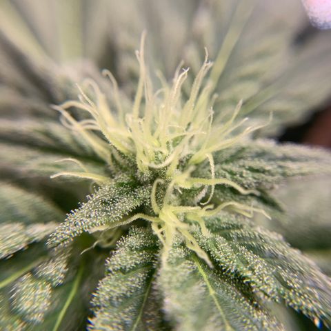 Gorilla Zkittlez growlog timeline photo