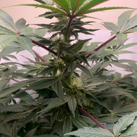 Gorilla Zkittlez growlog timeline photo