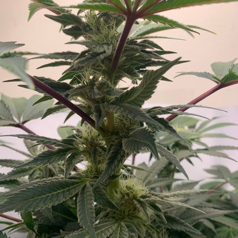 Gorilla Zkittlez growlog timeline photo