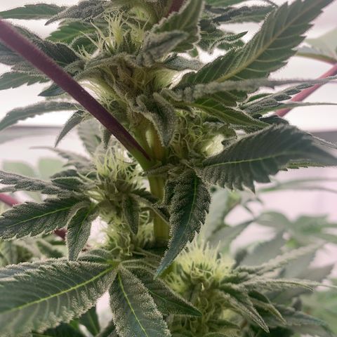 Gorilla Zkittlez growlog timeline photo