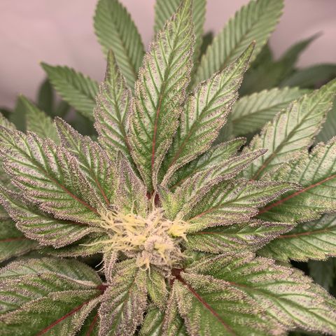 Gorilla Zkittlez growlog timeline photo