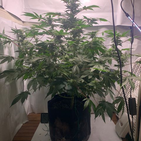 Gorilla Zkittlez growlog timeline photo