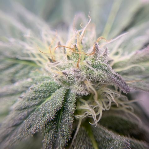 Gorilla Zkittlez growlog timeline photo