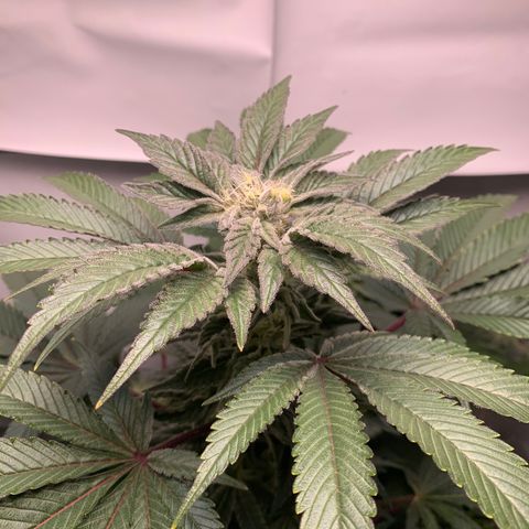 Gorilla Zkittlez growlog timeline photo