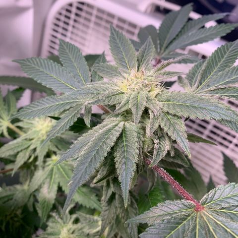 Gorilla Zkittlez growlog timeline photo