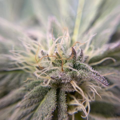Gorilla Zkittlez growlog timeline photo