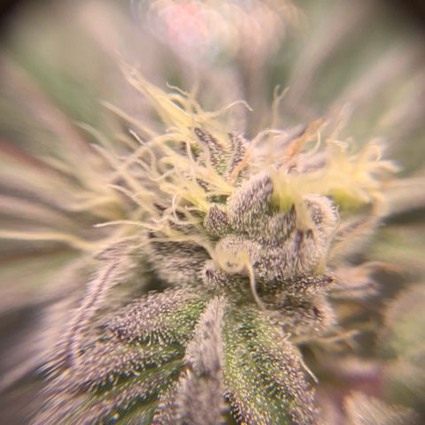 Gorilla Zkittlez growlog timeline photo