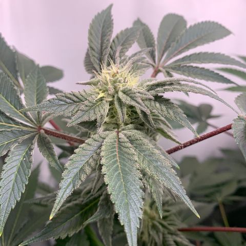 Gorilla Zkittlez growlog timeline photo