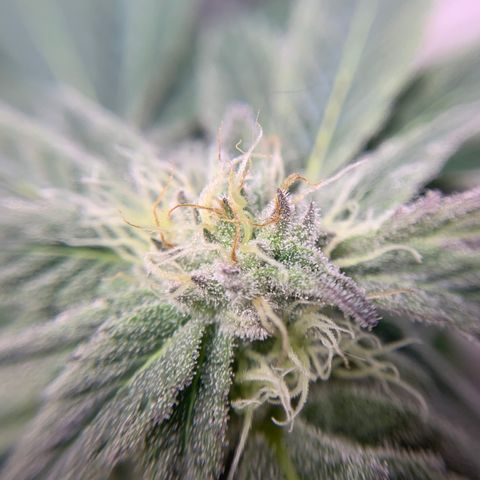 Gorilla Zkittlez growlog timeline photo