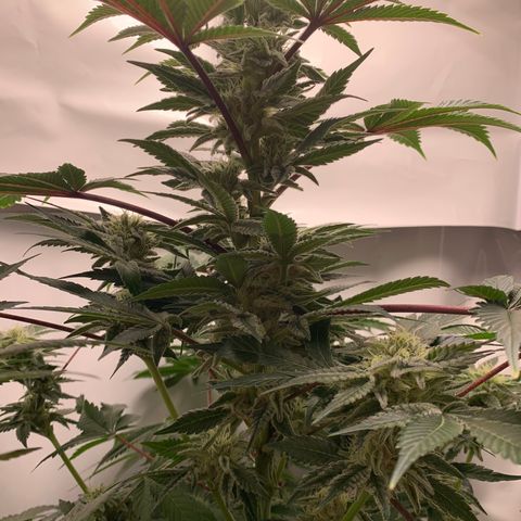 Gorilla Zkittlez growlog timeline photo