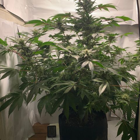 Gorilla Zkittlez growlog timeline photo