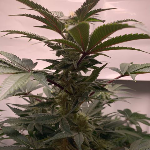 Gorilla Zkittlez growlog timeline photo