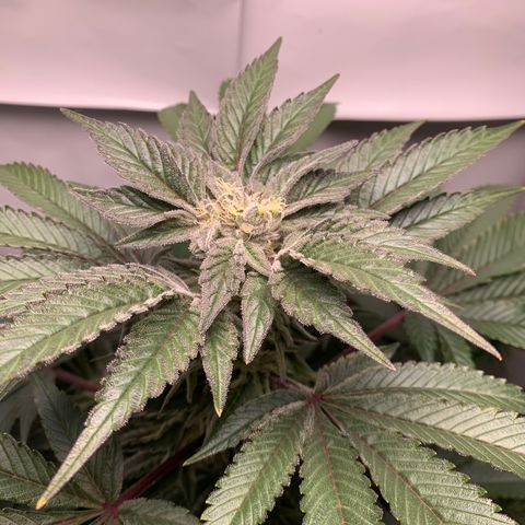 Gorilla Zkittlez growlog timeline photo