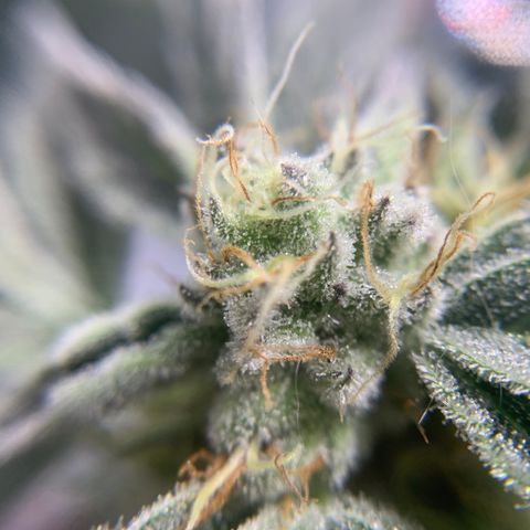 Gorilla Zkittlez growlog timeline photo