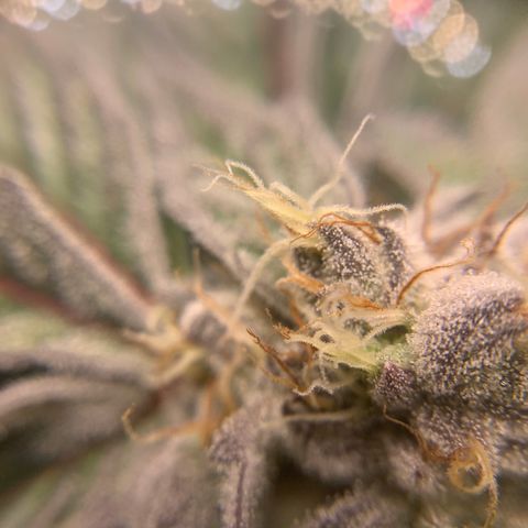Gorilla Zkittlez growlog timeline photo