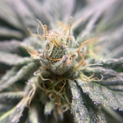 Gorilla Zkittlez growlog timeline photo