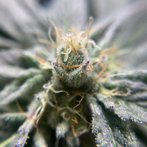 Gorilla Zkittlez growlog timeline photo