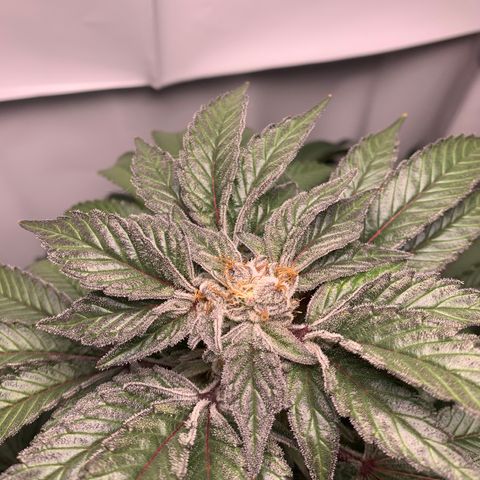 Gorilla Zkittlez growlog timeline photo