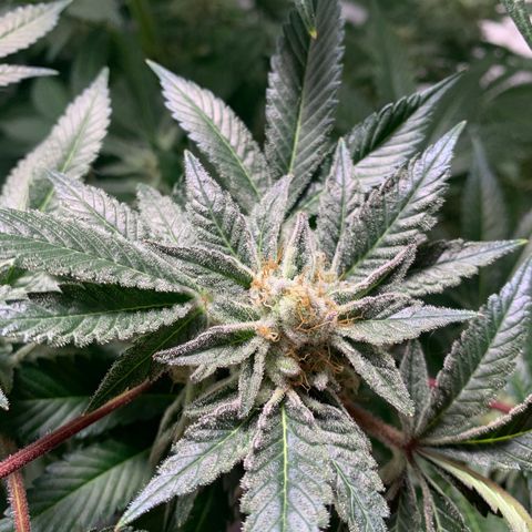 Gorilla Zkittlez growlog timeline photo