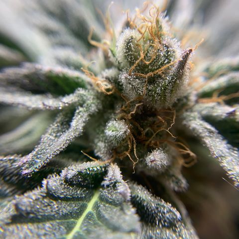 Gorilla Zkittlez growlog timeline photo