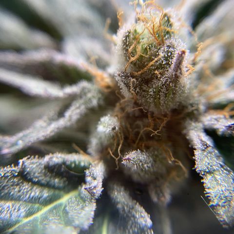 Gorilla Zkittlez growlog photo: Getting close