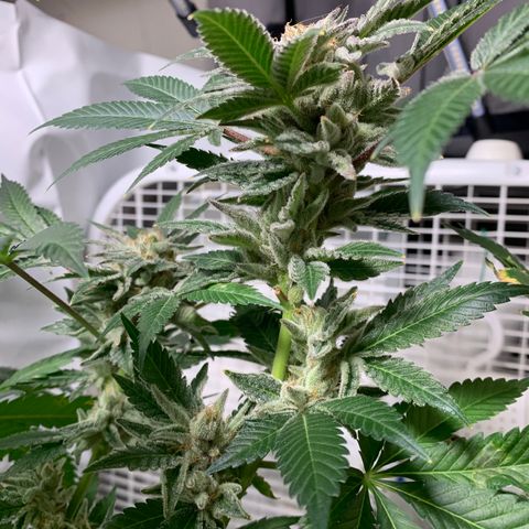Gorilla Zkittlez growlog photo: Getting close