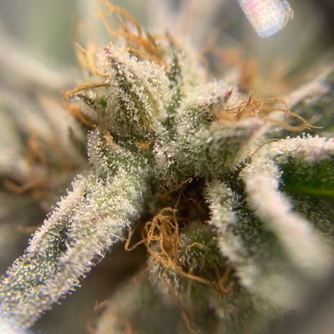 Gorilla Zkittlez growlog photo: Getting close