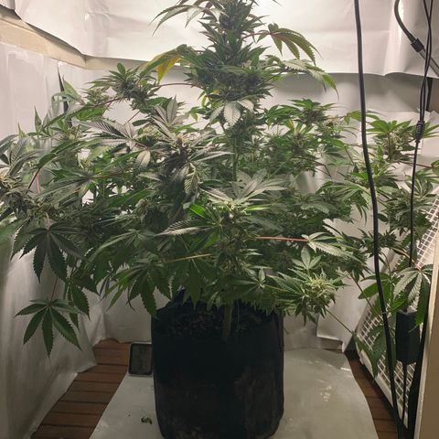 Gorilla Zkittlez growlog photo: Getting close