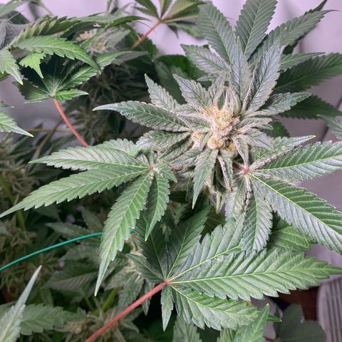Gorilla Zkittlez growlog photo: Getting close