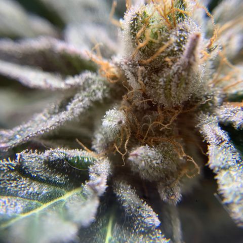 Gorilla Zkittlez growlog photo: Getting close