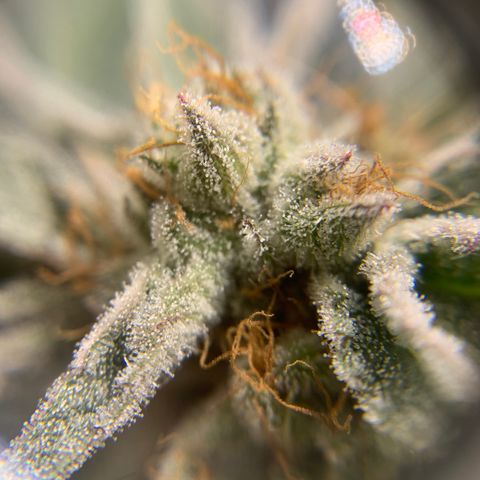 Gorilla Zkittlez growlog photo: Getting close