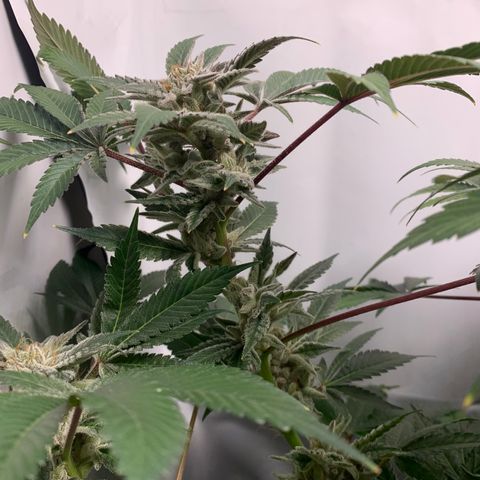 Gorilla Zkittlez growlog photo: Getting close
