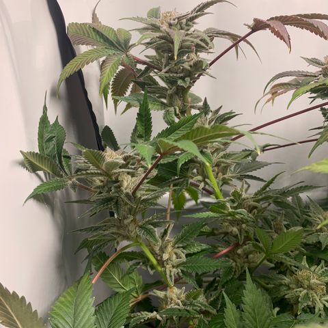 Gorilla Zkittlez growlog timeline photo
