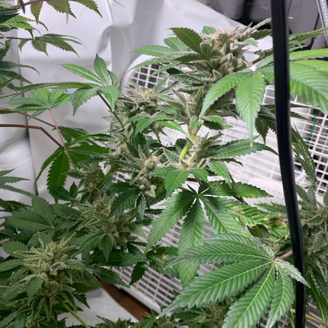 Gorilla Zkittlez growlog timeline photo