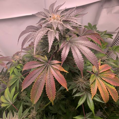 Gorilla Zkittlez growlog timeline photo