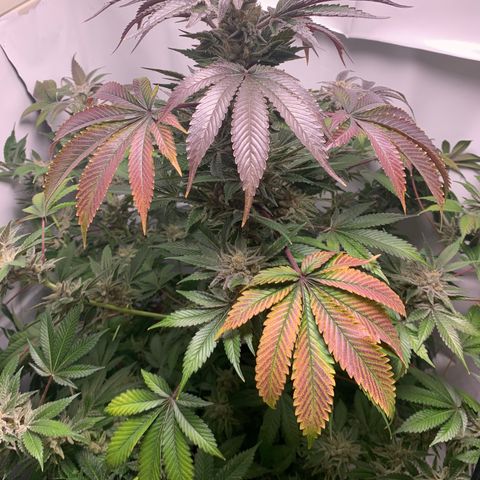 Gorilla Zkittlez growlog timeline photo