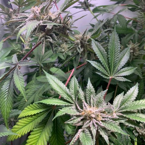 Gorilla Zkittlez growlog timeline photo
