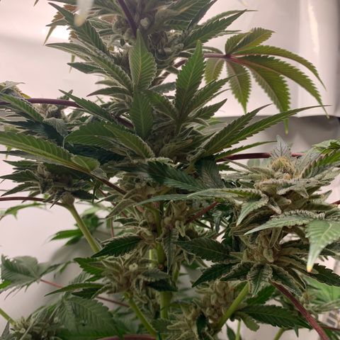 Gorilla Zkittlez growlog photo: Getting close