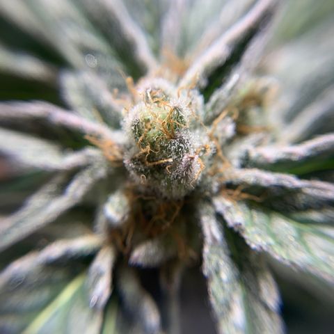 Gorilla Zkittlez growlog photo: Getting close