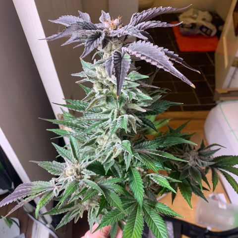 Gorilla Zkittlez growlog photo: Top half harvest